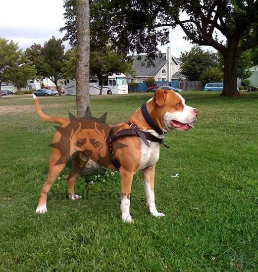 Cool Staffy Harness for Tracking & Pulling