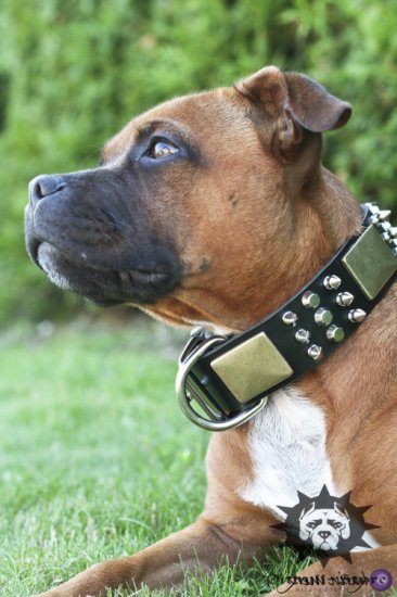 Magnificent Pitbull Collar with Brass Massive Plates and Spikes