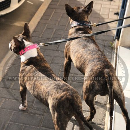 Unique Dog Collar with "Barbed Wire" Painting for Bull Terrier