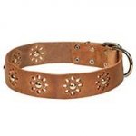 Flower Dog Collar with Camomiles for Amstaff, Spring Design