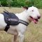 Reflective Dog Harness for Bull Terrier Training and Walking