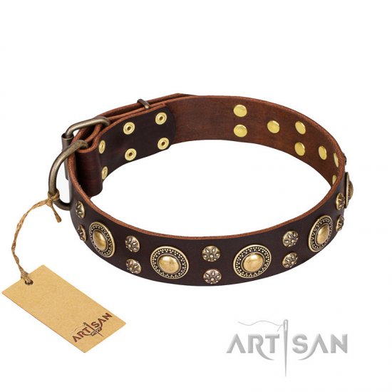 Designer Pitbull Dog Collar