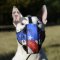 English Bull Terrier Muzzle, Leather, American Pride Ornament
