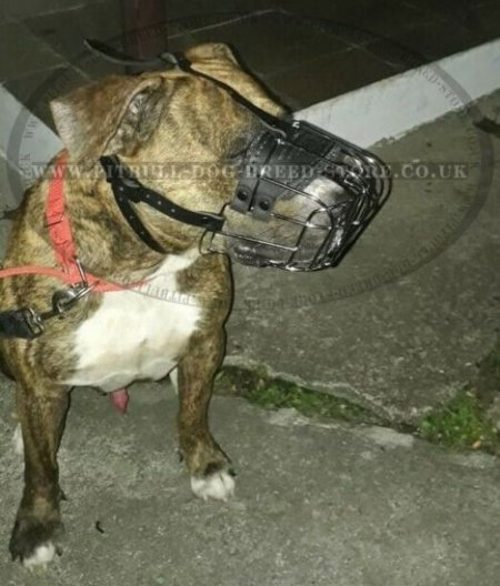 Bestseller! Wire Dog Muzzle for English Staffy, Basket Design