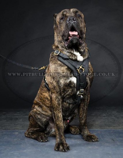 Cane Corso Breed: Dog Muzzle, Harness, Collar, Leash, Toys, Bite Sleeve