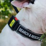 Nylon Dog Collar with Patches & Buckle for Bull Terrier Training