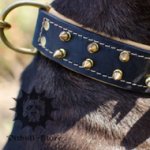 Nappa Padded Custom Dog Collar with Brass Spikes for Stafford