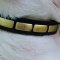 Dog Collar Necklace with Brass Plates for English Bull Terrier