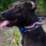 Unique Dog Collar with "American Pride" Ornament for Pitbull
