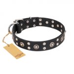 "Refined Essence" FDT Artisan Pitbull Collar of Black Leather