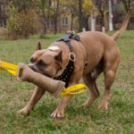 Jute Bite Tug for Grown-Up Amstaff