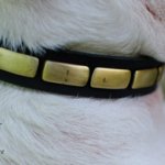 Dog Collar Necklace with Brass Plates for English Bull Terrier