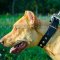 Walking Dog Collar with Elegant Row of Silver-Looking Pyramids