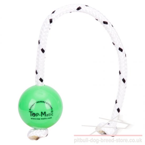 staffy ball