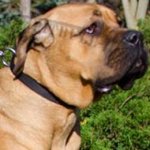 Cane Corso Mastiff Collar Nylon with Quick-Release Buckle