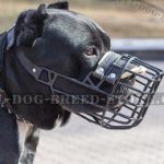 Cane Corso Muzzle Wire Basket with Antifreeze Rubber Cover