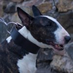 Wide Bull Terrier Collar in Traditional Design