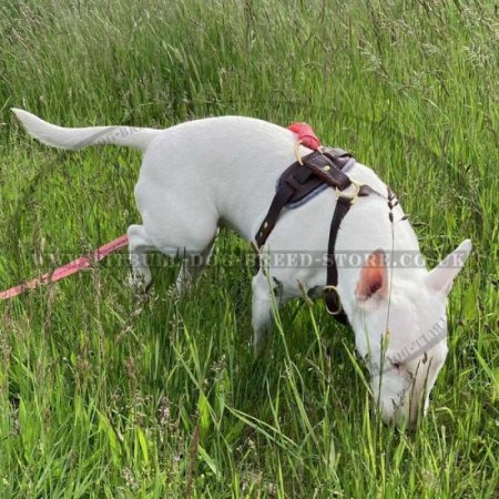 Leather Dog Harness for Bull Terrier Walking, Training, Tracking