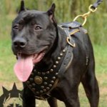 Luxury Leather Dog Harness, Studded and Nappa Lined for Staffy