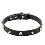 Leather Pirate Dog Collar Narrow Width with Skulls and Spikes