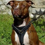 Perfect Pitbull Dog Walking Harness of Leather