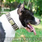 Spiked Dog Collar of Leather with Studs and Plates for Amstaff