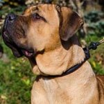 Best Type of Collar for Cane Corso Obedience Training