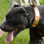 1.5 inch Leather Dog Collar with Old-looking Massive Plates