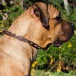Cane Corso Puppy Collar Suitable Also for Adult Dog