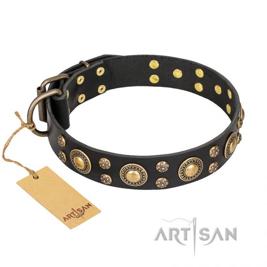 Designer Pitbull Dog Collar