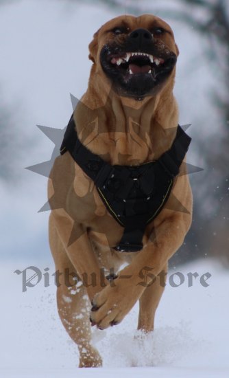 Bestseller! Large Dog Harness for Presa Canario