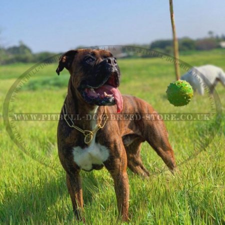 Dog Toy Ball of Natural Rubber on Rope for Staffy and Pitbull