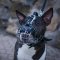 Practical Basket Bull Terrier Muzzle