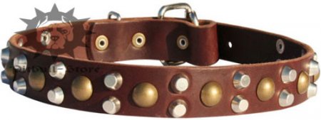 Studded Dog Collar for Bull Terrier with Pyramids and Studs