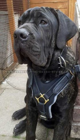 Cane Corso Chest Harness of Leather, Super Strong