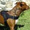 Bestseller! Pitbull Dog Harness for Pulling of Durable Nylon