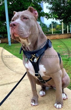xl bully harness