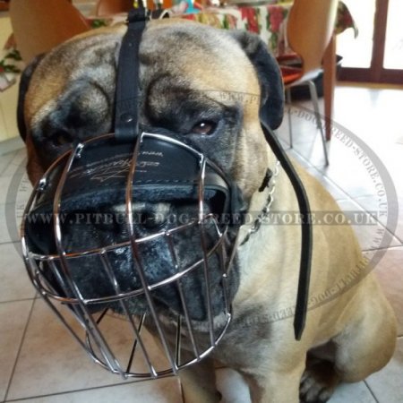 Wire Dog Muzzle for Pitbull and Staffy, Perfectly Ventilated