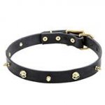 Leather Dog Collar with Skulls and Spikes of Brass for Staffy