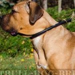 Best Collar for Cane Corso Behavior Training