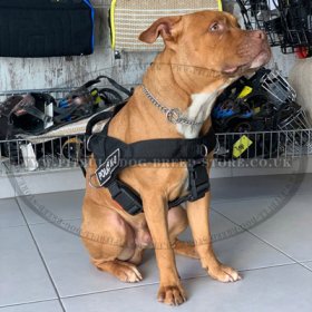 pitbull dog shopping