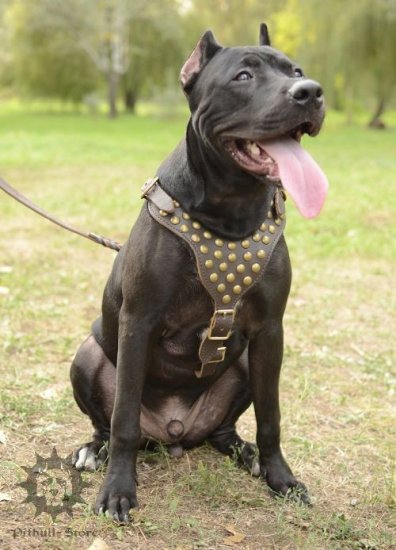 Studded Dog Harness for Pitbull, Designer Leather Accessory