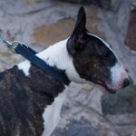 Bull Terrier Collar of Pure Leather in Classic Design