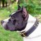 Padded Dog Collar for Amstaff, Luxury Spiked Nappa Lined Leather