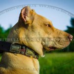 Chic Dog Collar for Trendy Pitbull & Staffordshire