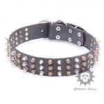 Studded Dog Collar for Bull Terrier - Style Bomb!