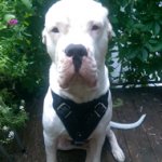 Heavy Duty Dog Harness for Dogo Argentino