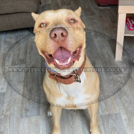Bestseller! Padded Dog Collar for Pitbull of Leather with Felt