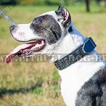 Trendy Shiny Dog Collar for Pitbull & Staffy
