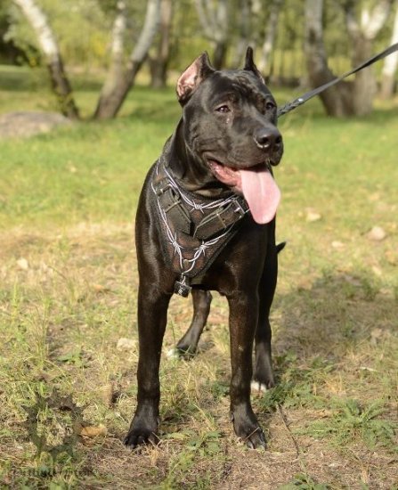 Designer Dog Harness with Barbed Wire Pattern for Pitbull Style